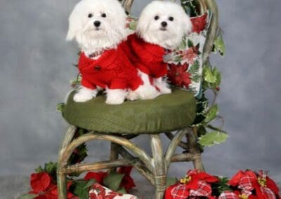 Madison and Macie, Maltese Pups