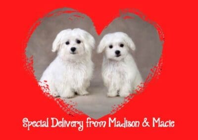 Madison and Macie, Maltese Pups