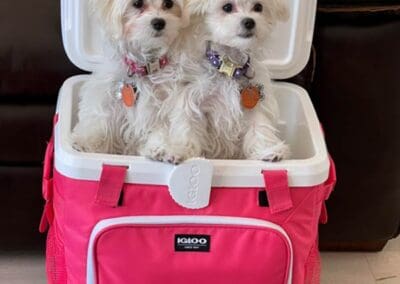 Madison and Macie, Maltese Pups
