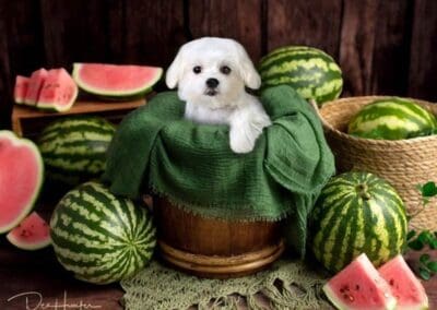 Madison and Macie, Maltese Pups