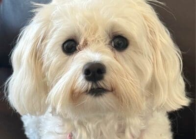 Madison and Macie, Maltese Pups