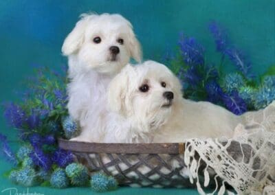 Madison and Macie, Maltese Pups