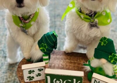 Madison and Macie, Maltese Pups