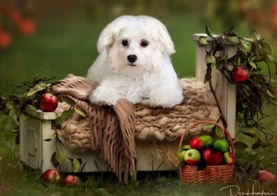 Madison and Macie, Maltese Pups