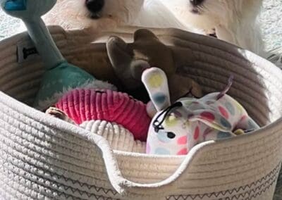 Madison and Macie, Maltese Pups