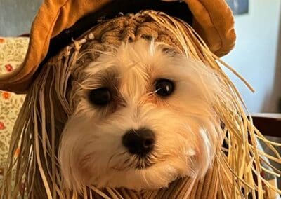 Madison and Macie, Maltese Pups