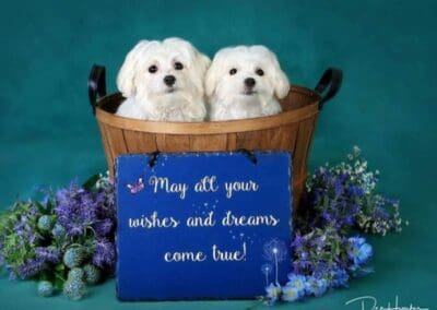 Madison and Macie, Maltese Pups