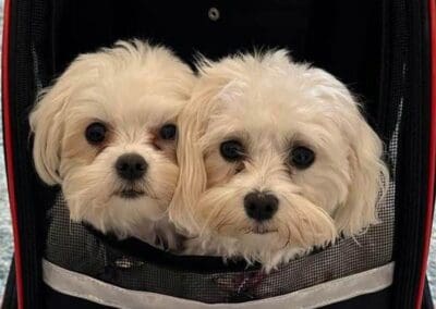 Madison and Macie, Maltese Pups