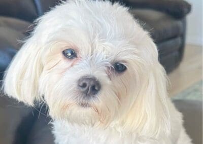 Madison and Macie, Maltese Pups