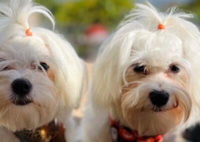 Madison and Macie, Maltese Pups