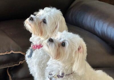 Madison and Macie, Maltese Pups