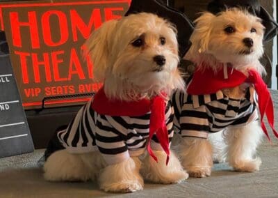 Madison and Macie, Maltese Pups