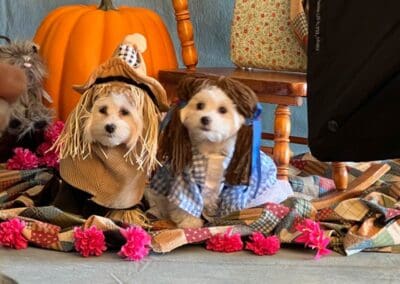 Madison and Macie, Maltese Pups