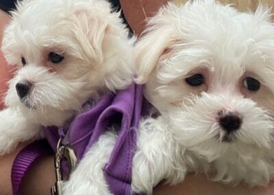Madison and Macie, Maltese Pups