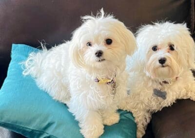 Madison and Macie, Maltese Pups