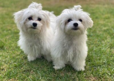 Madison and Macie, Maltese Pups