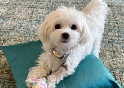 Madison and Macie, Maltese Pups
