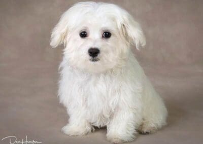 Madison and Macie, Maltese Pups