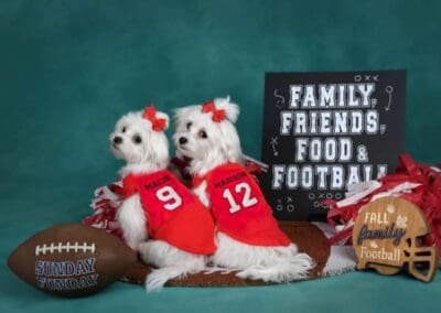 Madison and Macie, Maltese Pups