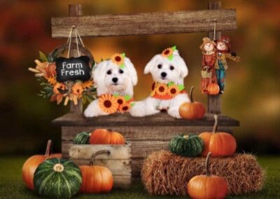 Madison and Macie, Maltese Pups