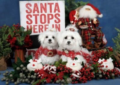Madison and Macie, Maltese Pups