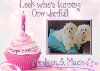 Madison and Macie, Maltese Pups
