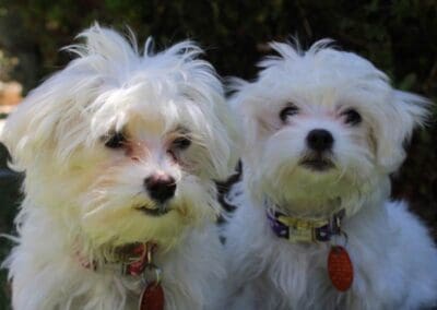 Madison and Macie, Maltese Pups