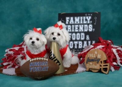 Madison and Macie, Maltese Pups