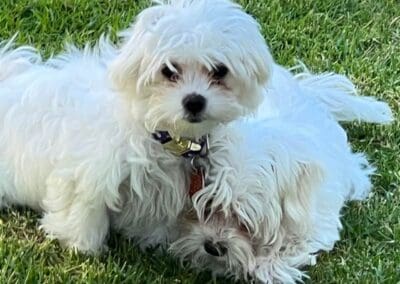 Madison and Macie, Maltese Pups