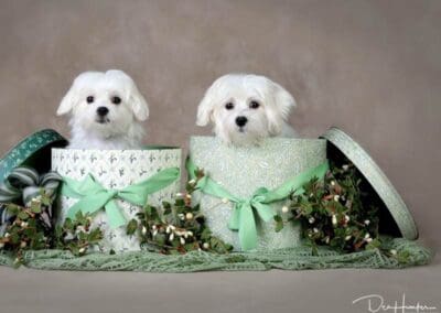Madison and Macie, Maltese Pups