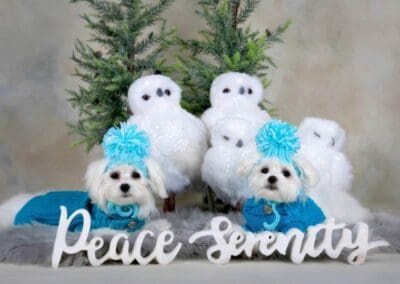 Madison and Macie, Maltese Pups