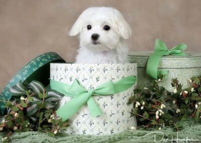 Madison and Macie, Maltese Pups