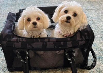 Madison and Macie, Maltese Pups