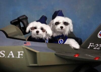 Madison and Macie, Maltese Pups