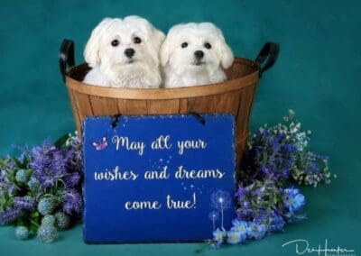 Madison and Macie, Maltese Pups