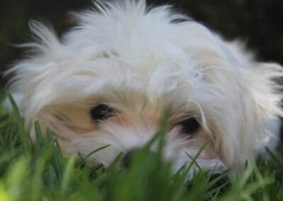 Madison and Macie, Maltese Pups