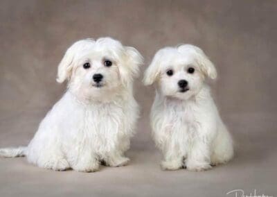 Madison and Macie, Maltese Pups