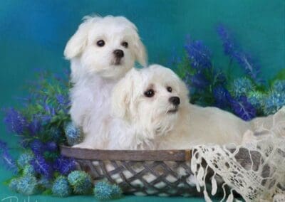 Madison and Macie, Maltese Pups