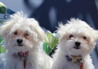 Madison and Macie, Maltese Pups