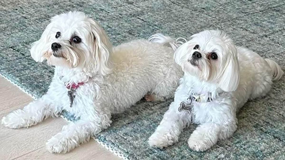 Madison and Macie, Maltese Pups